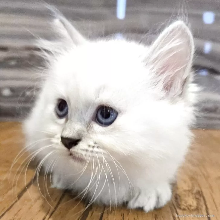 マンチカン(短足)【福岡県・女の子・2025年7月26日・ブルーポイント】の写真1