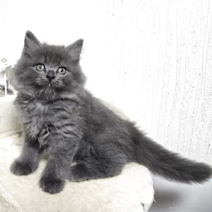 マンチカン(長足)【福岡県・男の子・2025年8月11日・ブルー】の写真1