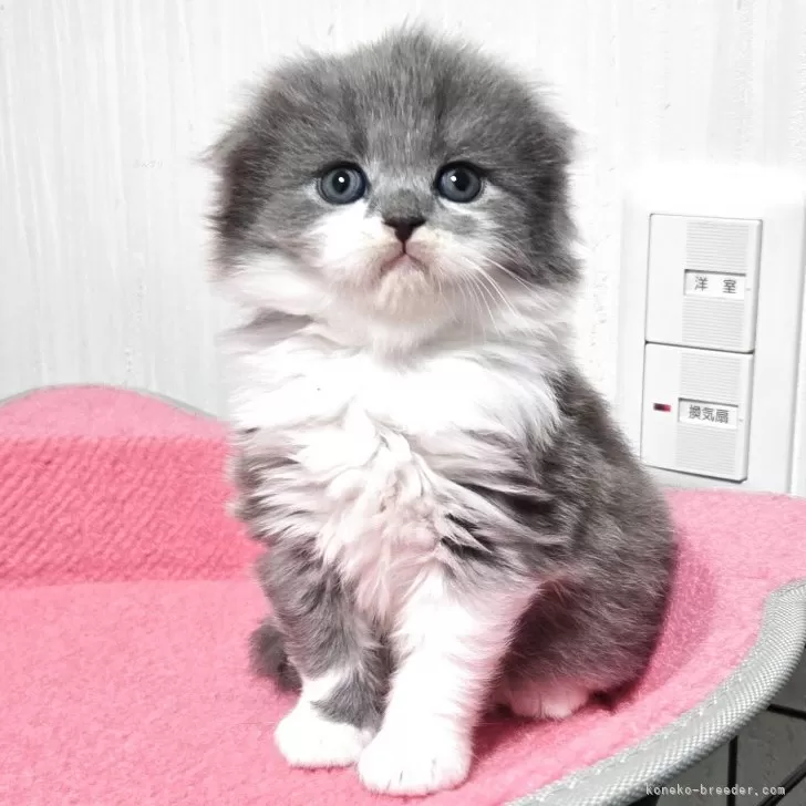 スコティッシュフォールド(折れ耳)【福岡県・男の子・2025年11月2日・ブルータビー&amp;ホワイト】の写真1