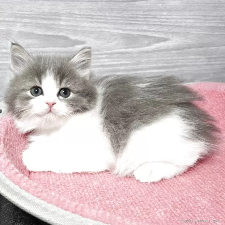 マンチカン(長足)【福岡県・男の子・2025年9月13日・ブルータビー&ホワイト】の写真1