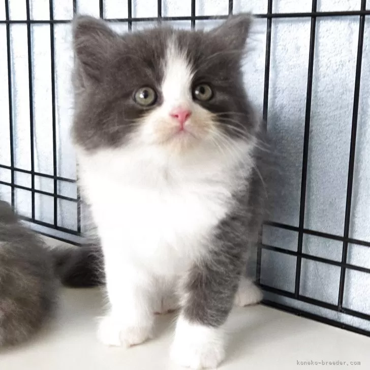 ID：2507-01972の子猫