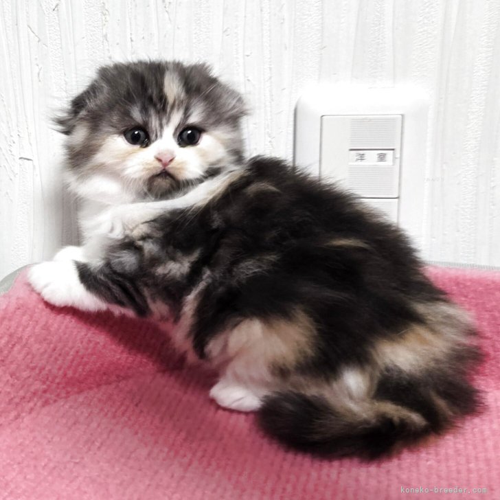 ブリーダー画像