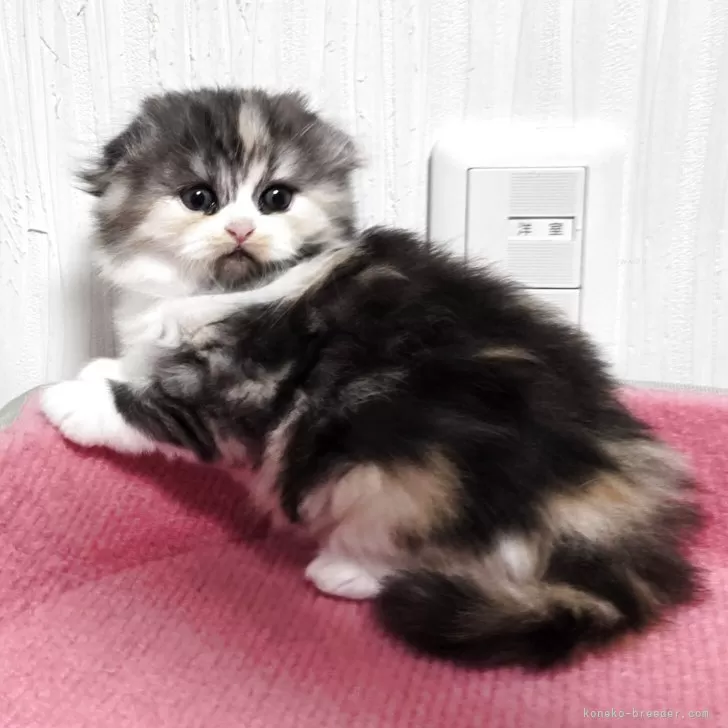 スコティッシュフォールド(折れ耳)【福岡県・女の子・2025年10月4日・キャリコ】の写真1