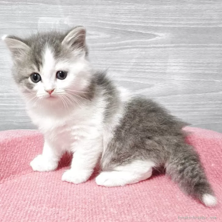 マンチカン(長足)【福岡県・男の子・2025年9月13日・ブルータビー&ホワイト】の写真1