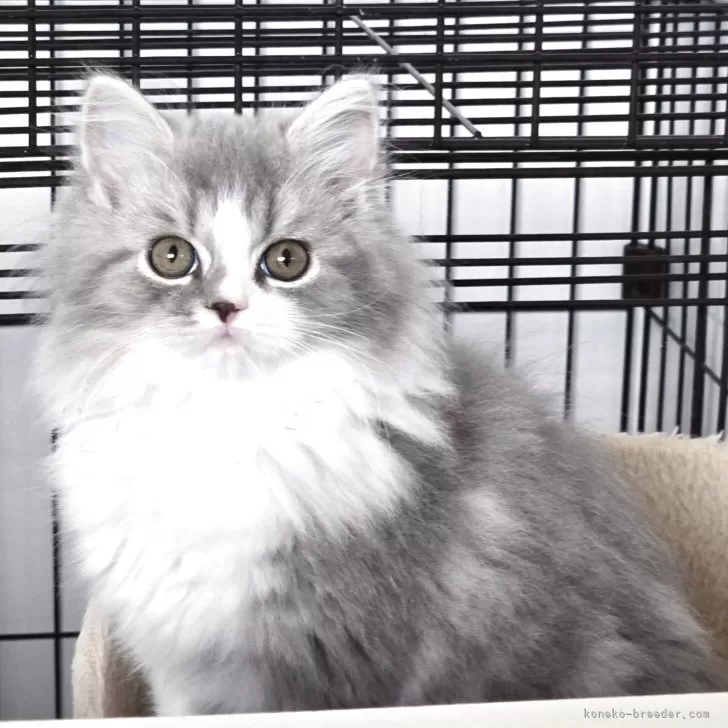 スコティッシュフォールド(立ち耳)【福岡県・男の子・2025年7月26日・ブルータビー&ホワイト】の写真1