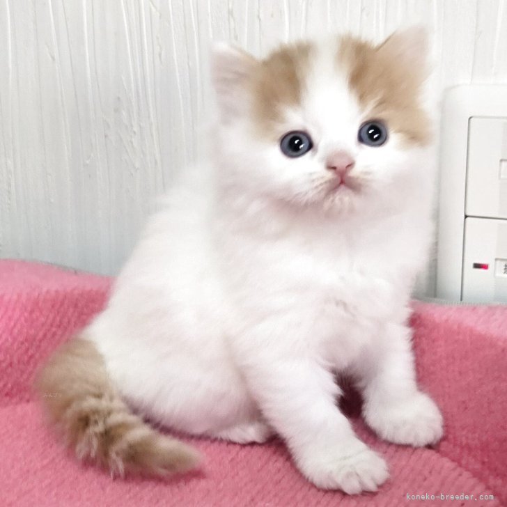 ブリーダー画像