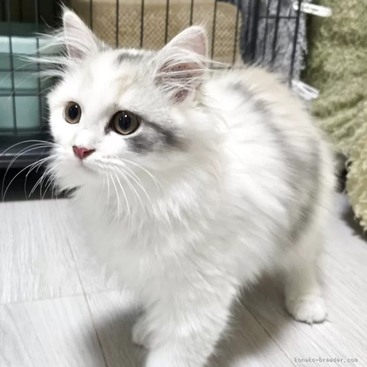 マンチカン(長足)【福岡県・女の子・2025年7月26日・ダイリュートキャリコ】の写真1