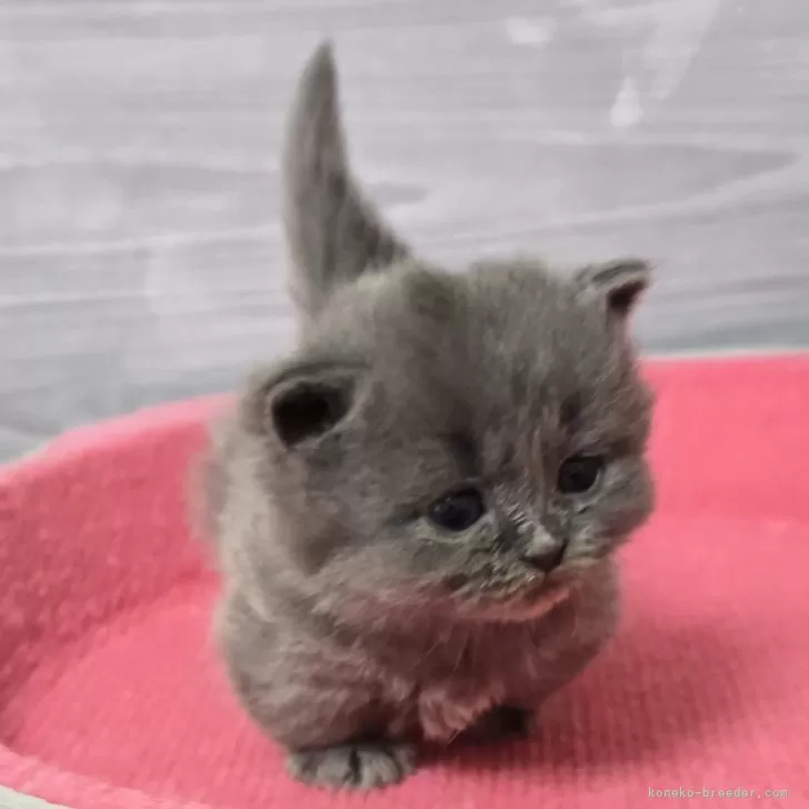 ID:2503-02842の子猫