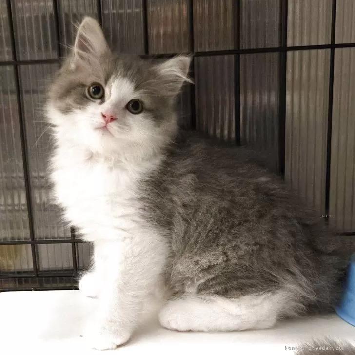ID:2508-00493の子猫