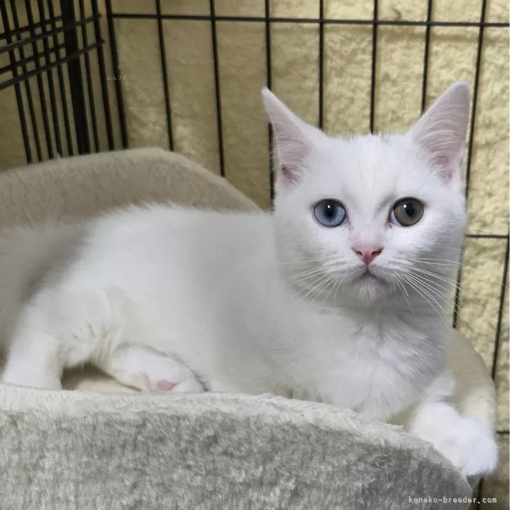 ID：2411-02337の子猫