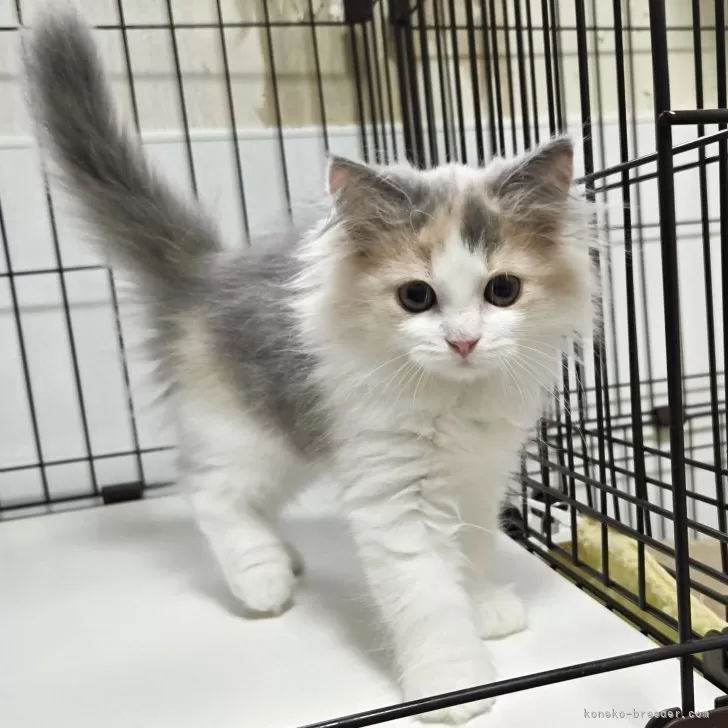 スコティッシュフォールド(立ち耳)【福岡県・女の子・2025年6月27日・ダイリュートキャリコ】の写真1