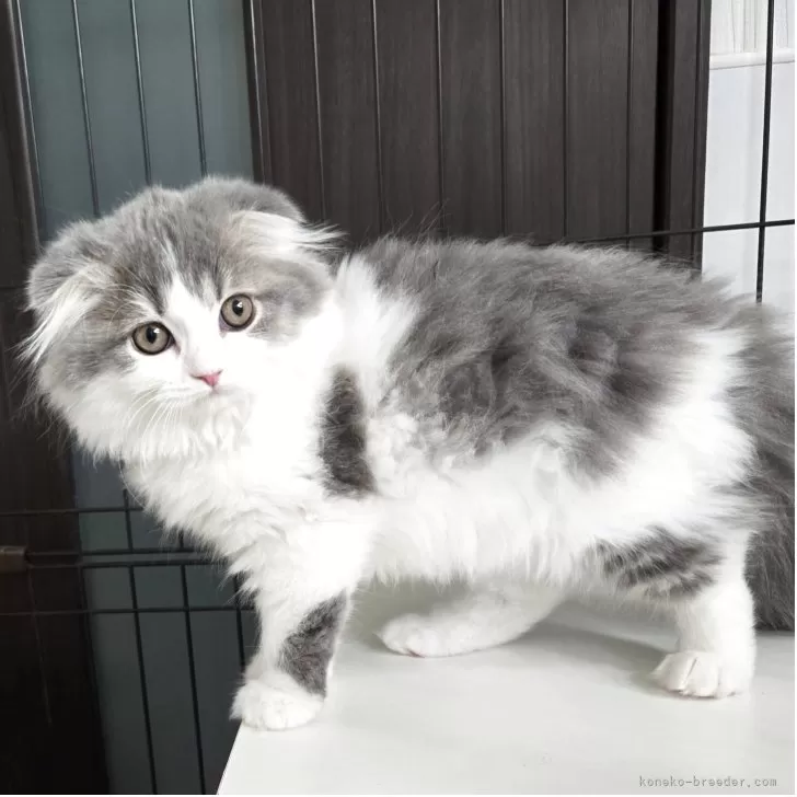ID：2604-02641の子猫