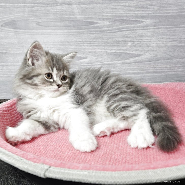 ブリーダー画像