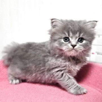 スコティッシュフォールド(立ち耳)【福岡県・女の子・2025年11月2日・ブルータビー（セミロング）】の写真「おてんばな美人さん💕」