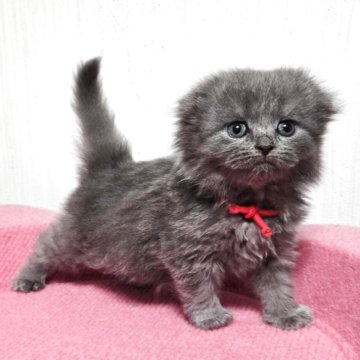 スコティッシュフォールド(折れ耳)【福岡県・女の子・2025年11月2日・ブルータビー（セミロング）】の写真「クリスマス特価✨おてんばな美人さん💕」