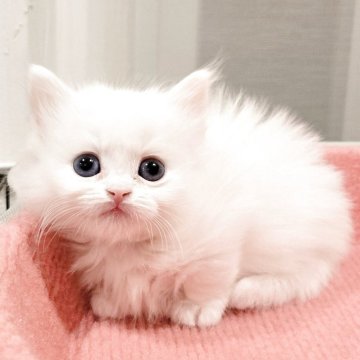 マンチカン(短足)【福岡県・男の子・2025年11月14日・ホワイト（セミロング）】の写真「幸運を呼ぶオッドアイ✨💕」