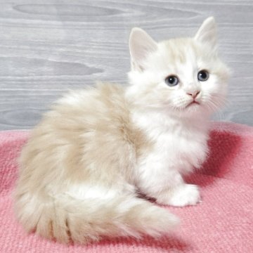 マンチカン(短足)【福岡県・男の子・2025年10月3日・カメオタビー&ホワイト（セミロング）】の写真「元気いっぱい美男子君😺✨」