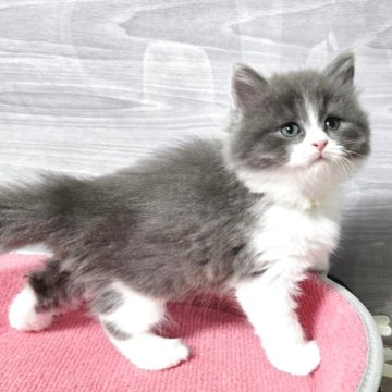 マンチカン(長足)【福岡県・男の子・2025年9月13日・ブルータビー&ホワイト（セミロング）】の写真「元気いっぱい美男子君😺」