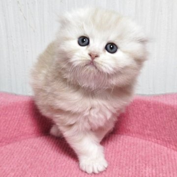 スコティッシュフォールド(折れ耳)【福岡県・男の子・2025年10月4日・カメオタビー（セミロング）】の写真「おっとり美男子君😺💕」