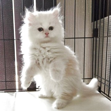 ミヌエット(長足)【福岡県・男の子・2026年2月12日・カメオタビー&ホワイト（セミロング）】の写真「元気いっぱい美男子君😺✨❤️」