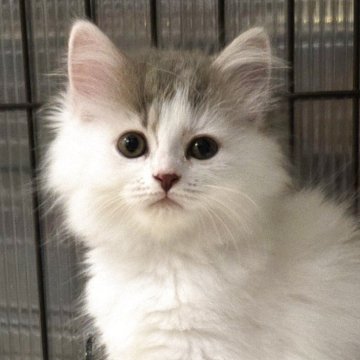 マンチカン(長足)【福岡県・女の子・2025年7月4日・ブルータビー&ホワイト（セミロング）】の写真「甘えっこの美人さん💕❤️」