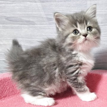 マンチカン(長足)【福岡県・女の子・2025年9月13日・ブルータビー&ホワイト(セミロング)】の写真「まん丸お目目の美人さん💕」