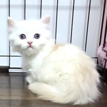 マンチカン(短足)【福岡県・男の子・2025年5月2日・カメオタビー&ホワイト（セミロング）】の写真「おっとり美男子君😺✨」