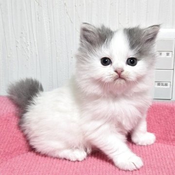 スコティッシュフォールド(立ち耳)【福岡県・女の子・2025年11月2日・ブルータビー&ホワイト（セミロング）】の写真「おてんばな美人さん💕」