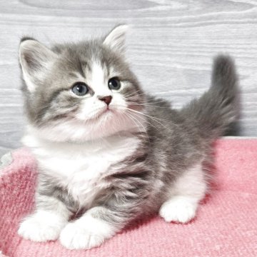 マンチカン(長足)【福岡県・男の子・2025年9月13日・ブルータビー&ホワイト（セミロング）】の写真「元気いっぱい美男子君😺」