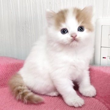 スコティッシュフォールド(立ち耳)【福岡県・男の子・2025年11月6日・レッドタビー&ホワイト（セミロング）】の写真「元気いっぱい美男子君😺✨」