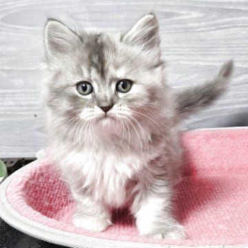 マンチカン(長足)【福岡県・女の子・2025年10月3日・ブルークリーム（セミロング）】の写真「とても可愛い美人さん💕」