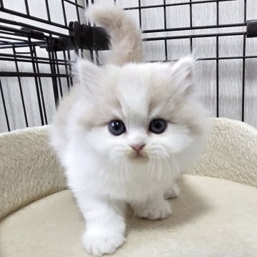 スコティッシュフォールド【福岡県・男の子・2025年10月4日・クリームタビー&ホワイト（セミロング）】の写真「おっとり美男子君😺💕」