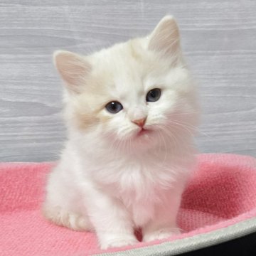 マンチカン(長足)【福岡県・男の子・2025年10月3日・クリームタビー&ホワイト（セミロング）】の写真「元気いっぱい美男子君😺✨」