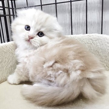 スコティッシュフォールド【福岡県・男の子・2025年10月4日・カメオタビー（セミロング）】の写真「おっとり美男子君😺✨」