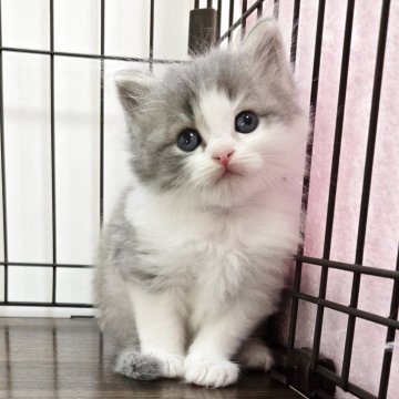 マンチカン(長足)【福岡県・男の子・2025年7月4日・ブルータビー&ホワイト（セミロング）】の写真「元気いっぱい美男子君😺❤️」