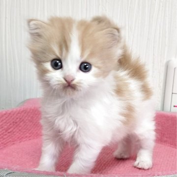 スコティッシュフォールド(立ち耳)【福岡県・男の子・2025年11月6日・レッドタビー&ホワイト（セミロング）】の写真「元気いっぱい美男子君😺✨」