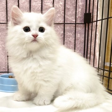 マンチカン(短足)【福岡県・男の子・2025年7月8日・ホワイト（セミロング）】の写真「元気いっぱい美男子君😺✨」