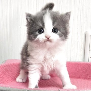 スコティッシュフォールド(立ち耳)【福岡県・女の子・2025年11月6日・ブルータビー&ホワイト（セミロング）】の写真「懐っこい美人さん💕」