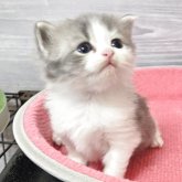 マンチカン(長足)