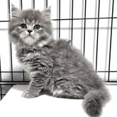 スコティッシュフォールド(立ち耳)