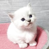 マンチカン(短足)