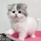 スコティッシュフォールド(立ち耳)