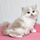 スコティッシュフォールド(立ち耳)