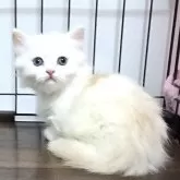マンチカン(短足)