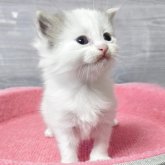 マンチカン(長足)