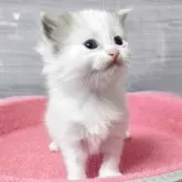 マンチカン(長足)