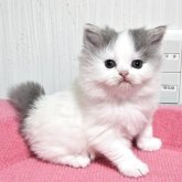 スコティッシュフォールド(立ち耳)