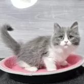 マンチカン(長足)