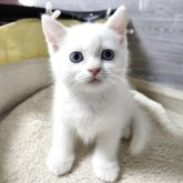 マンチカン