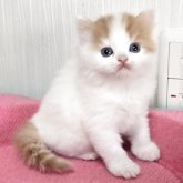 スコティッシュフォールド(立ち耳)